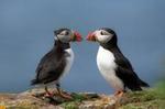 Puffin Express Cruise from Reykjavik