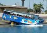 San Diego Shore Excursion: San Diego Seal Tour