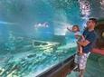SEA LIFE Aquarium Arizona Admission Ticket