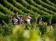 Saint-Emilion Small-Group Bike Tour with Wine Tastings & Lunch from Bordeaux