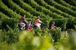 Saint-Emilion Small-Group Bike Tour with Wine Tastings & Lunch from Bordeaux