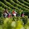 Saint-Emilion Small-Group Bike Tour with Wine Tastings & Lunch from Bordeaux