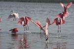 Small-Group Tour: Everglades Adventure Day Trip from Greater Fort Myers/Naples Area