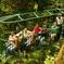Rainforest Adventures Aerial Tram Tour Saint Lucia