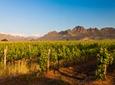 Stellenbosch Wine Tour from Cape Town
