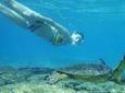 Turtle Snorkeling Adventure from Cancun