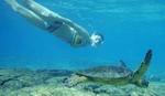 Turtle Snorkeling Adventure from Cancun