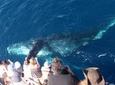 Whale-Watching Cruise from Newport Beach