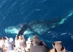 Whale-Watching Cruise from Newport Beach
