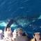 Whale-Watching Cruise from Newport Beach