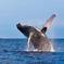 Whale-Watching Tour from Reykjavik