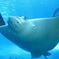 Belize Hol Chan Marine Reserve & Shark Ray Alley Snorkel Tour - Ambergris Caye