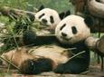 Chengdu Private Full Day Panda Breeding Center and Sanxingdui Museum Tour