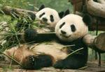 Chengdu Private Full Day Panda Breeding Center and Sanxingdui Museum Tour