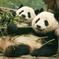 Chengdu Private Full Day Panda Breeding Center and Sanxingdui Museum Tour