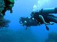 Scuba Diving with a 5-Star PADI Center in Puerto Vallarta