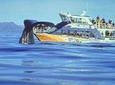 Kaikoura Whale Watch Day Tour from Christchurch