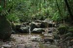 St Kitts Half-Day Rainforest Tour (Reconfirm 48hrs)