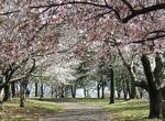 See Cherry Blossoms at Branch Brook Park, Newark, New Jersey
