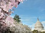 See Cherry Blossoms in Washington, D.C.