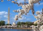 Attend National Cherry Blossom Festival, Washington, D.C.