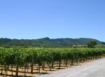 Wine Tasting in Russian River Valley, California