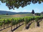 Wine Tasting in Alexander Valley, California