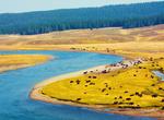 See Yellowstone Park Bison Herd
