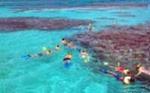 Cades Reef Snorkel Cruise from St. John's Antigua