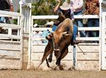 Attend a Rodeo