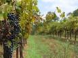 Private Tour: Hunter Valley Region and Boutique Wineries Day Trip from Sydney
