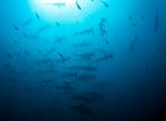 Dive with Hammerhead Sharks off Cocos Island, Costa Rica