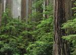 Explore Prairie Creek Redwoods State Park, California (UNESCO Site)