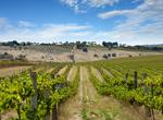 Wine Tasting in McLaren Vale, South Australia