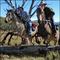 Snowy River Horseback Adventure