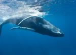 Swim with Humpback Whales off Dominican Republic