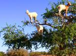 See Argan Tree Climbing Goats of Morocco