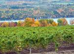 Wine Tasting in Finger Lakes, New York
