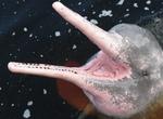 See Pink Dolphin in the Wild (Amazon River Dolphin)