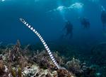Dive with Sea Snakes