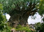 Experience Disney's Animal Kingdom, Bay Lake, Florida