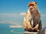 See Barbary Macaques (Monkeys) in Gibraltar
