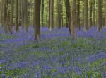 See Bluebells at Hallerbos Forest, Belgium