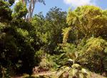 Visit Wahiawa Botanical Garden, Oahu, Hawaii