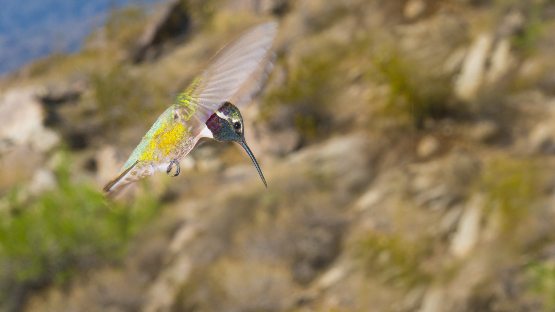 Joshua Tree National Park