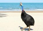 See a Cassowary