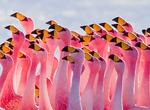 See Flamingos at Laguna Hedionda (Sud Lípez), Bolivia