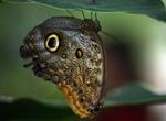 Visit The Butterfly Farm, Saint Martin