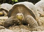 See a Galápagos Tortoise in the Wild