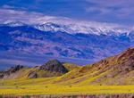 See Wildflowers at Death Valley National Park, California